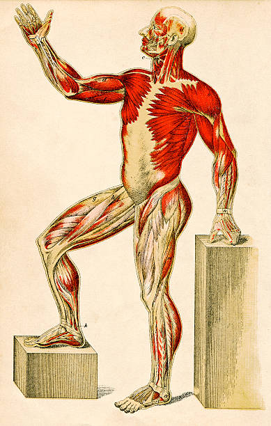 illustrations, cliparts, dessins animés et icônes de muscles du corps humain - human muscle the human body anatomy body