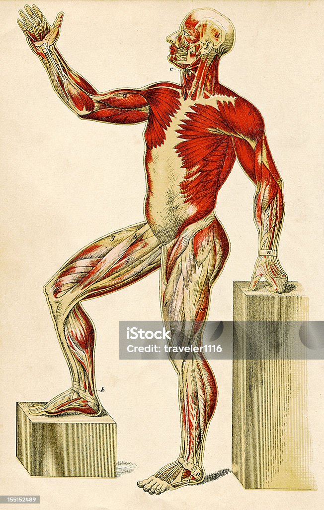 Muscles Of The Human Body Engraving From 1872 Featuring The Muscles Of The Human Body. Muscle Fiber stock illustration