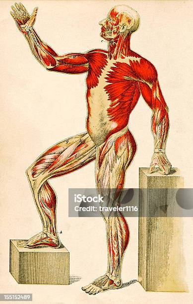 Muscles Of The Human Body Stock Illustration - Download Image Now - Muscle Fiber, Tendon, Ligament