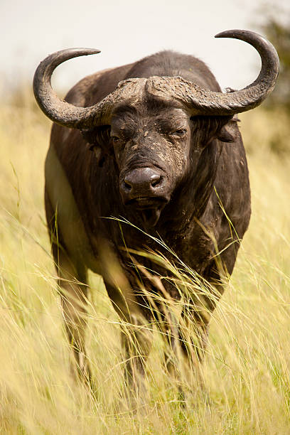 Old and isolated Buffaloe in Murchison Falls National Park, Uganda, Africa