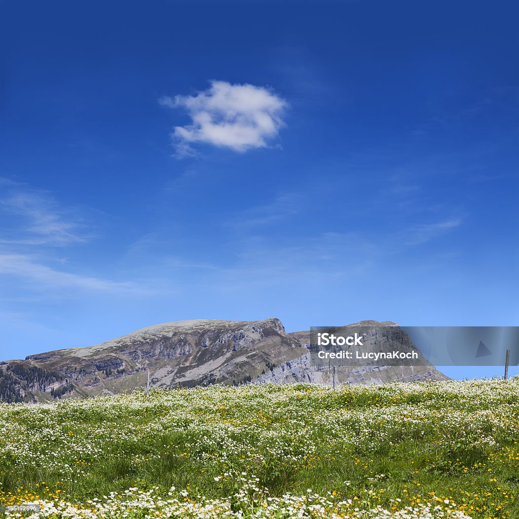 Bereich von Blumen - Lizenzfrei Agrarbetrieb Stock-Foto