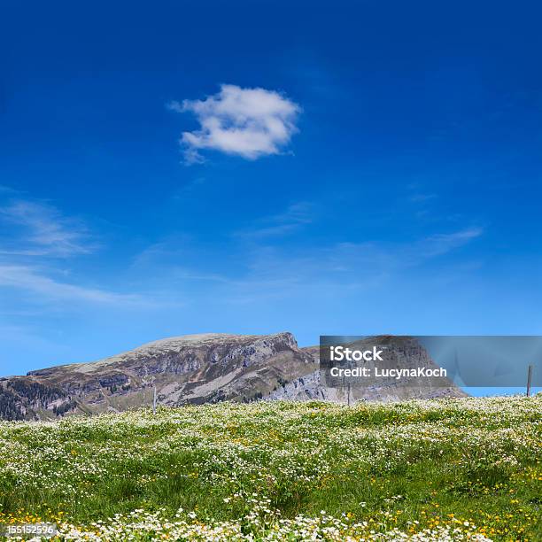 Bereich Von Blumen Stockfoto und mehr Bilder von Agrarbetrieb - Agrarbetrieb, Aussicht genießen, Baumblüte