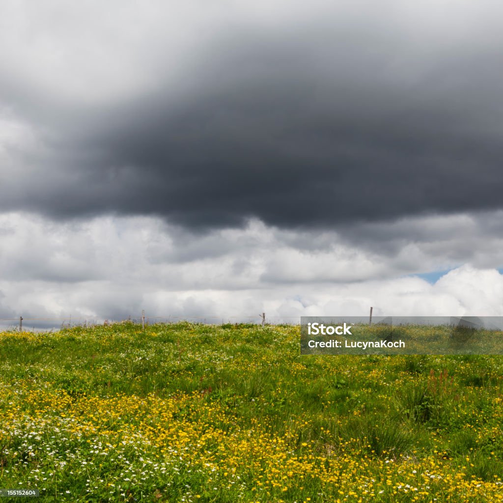 Bereich von Blumen - Lizenzfrei Agrarbetrieb Stock-Foto