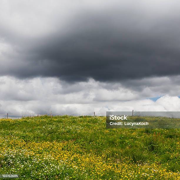 Bereich Von Blumen Stockfoto und mehr Bilder von Agrarbetrieb - Agrarbetrieb, Aussicht genießen, Baumblüte