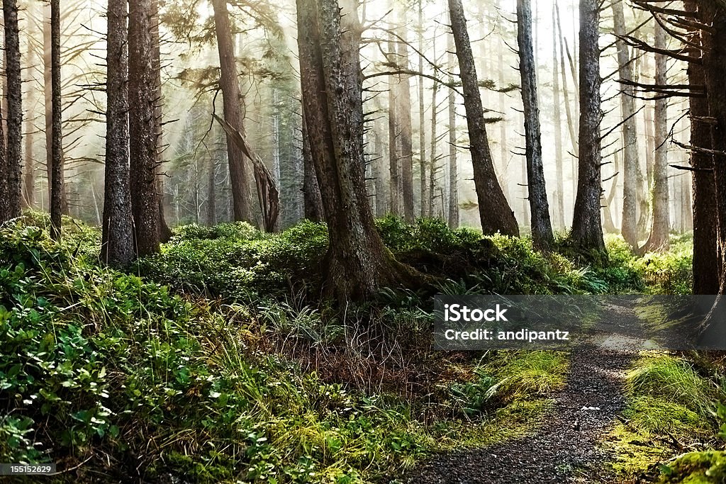 Misty forest Landschaft - Lizenzfrei Oregon - US-Bundesstaat Stock-Foto