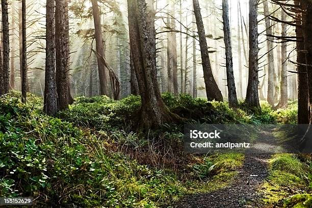 霧のかかった森の景色 - オレゴン州のストックフォトや画像を多数ご用意 - オレゴン州, 森林, かすみ