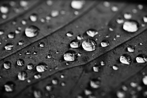 Black and white photo of water droplets on a leaf