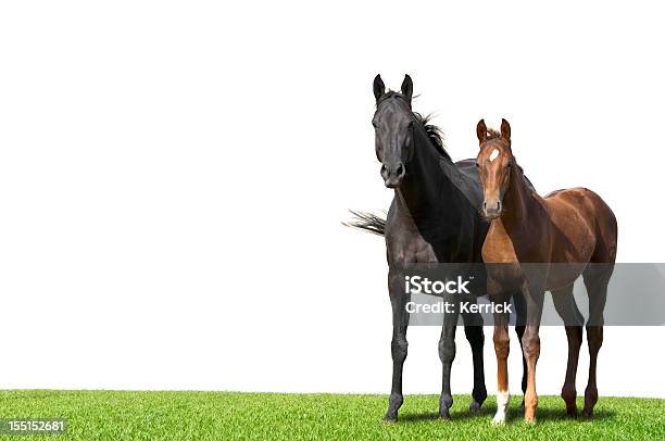 Warmblood Stute Und Fohlen Isoliert Auf Weiss Stockfoto und mehr Bilder von Pferd - Pferd, Weißer Hintergrund, Freisteller – Neutraler Hintergrund