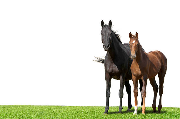 Warmblood mare and foal isolated on white  filly stock pictures, royalty-free photos & images