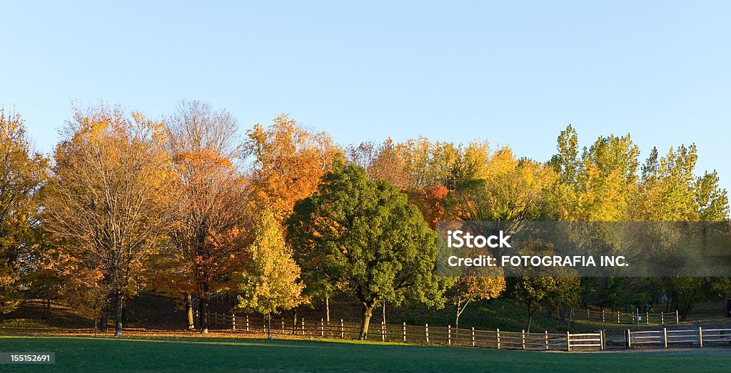 秋のオンタリオ - オレンジ色のロイヤリティフリーストックフォト