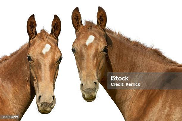 Warmblood Fohlen Stockfoto und mehr Bilder von Pferd - Pferd, Weißer Hintergrund, Freisteller – Neutraler Hintergrund