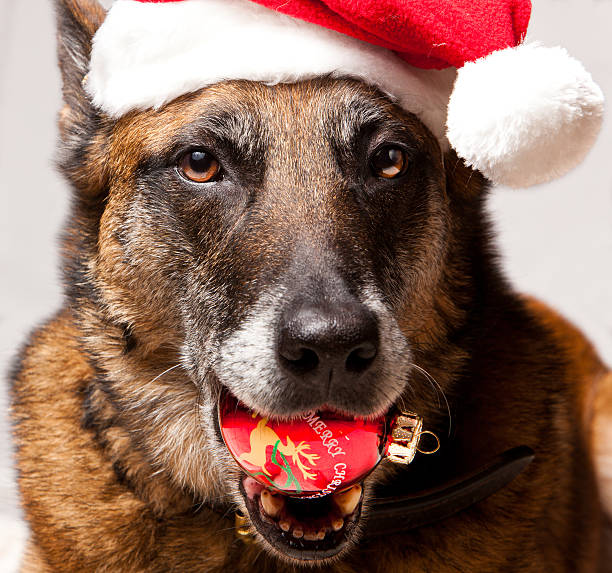 Cane di Natale - foto stock