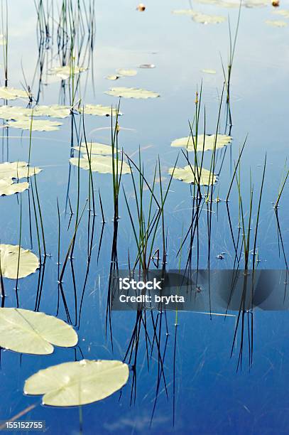 Plantas De Agua Refleja En El Agua Foto de stock y más banco de imágenes de Nenúfar - Nenúfar, Agua, Agua estancada