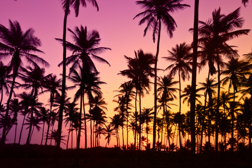 Tropical beach during twilight. Coconut trees in silhouettes