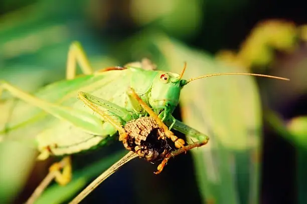 Great Green Bush-Cricket grasshopper (Tettigonia viridissima). German name: Grosses Heupferd. Cross-processed color manipulation