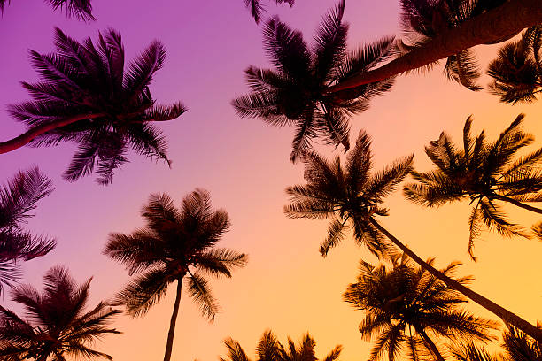 Tropical coconut trees at sunset Tropical beach during twilight. Coconut trees in silhouettes caribbean beach sunset stock pictures, royalty-free photos & images