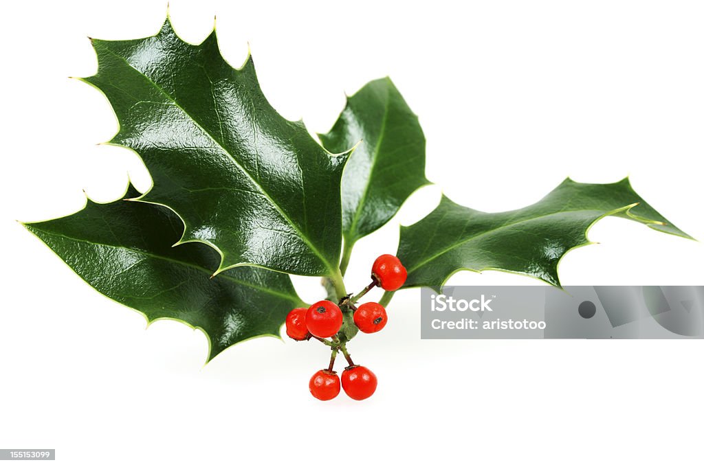 Выделение Christmas Holly - Стоковые фото Белый роялти-фри