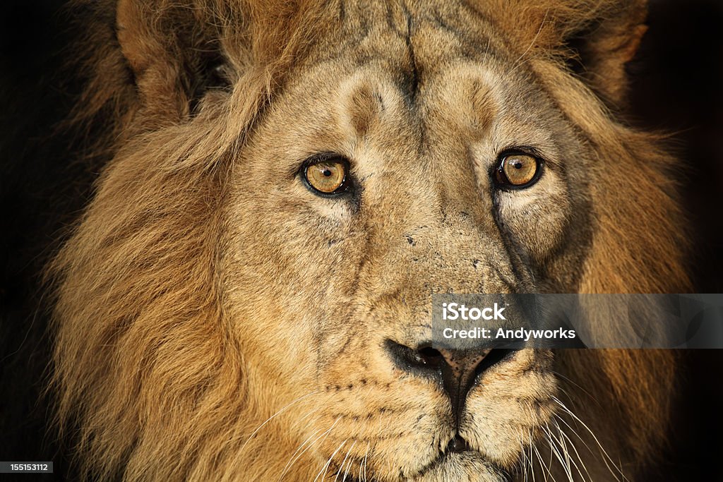 Lion Nahaufnahme - Lizenzfrei Löwe - Großkatze Stock-Foto