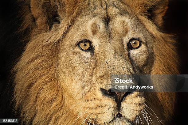 Lion Nahaufnahme Stockfoto und mehr Bilder von Löwe - Großkatze - Löwe - Großkatze, Sonnenlicht, Abenddämmerung