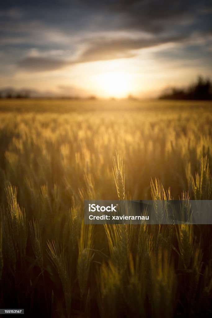 Soleado campo de trigo - Foto de stock de Agricultura libre de derechos