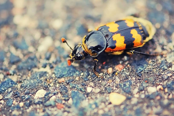 Burying beetles or sexton (Nicrophorus)  beetle silphidae stock pictures, royalty-free photos & images