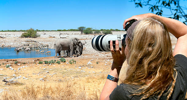 Tourist photographer on safari in Africa Woman photographer capturing an image at a waterhole in Etosha National Park, Namibia. southern africa stock pictures, royalty-free photos & images