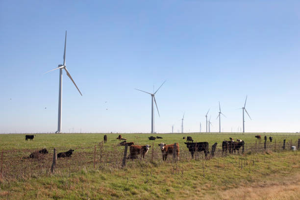 istock Grazing cattle with Trinity Hills Wind Farm Olney Texas 155153266