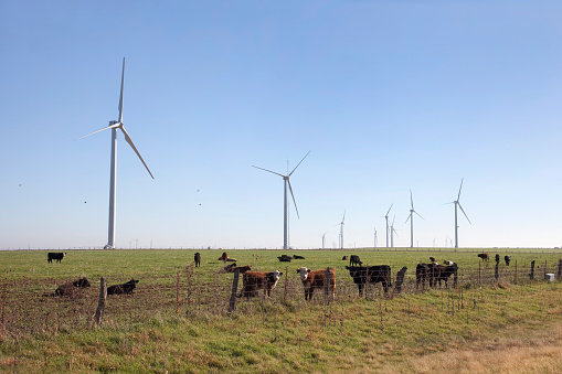 As cowbirds fly by, a herd of cattle rest and graze in the fields next to the newly constructed 225 megawatt Trinity Hills Wind Farm in Olney, Texas is 90 miles northwest of Fort Worth and will generate enough electricity to power over 67,000 average American homes. The wind farm uses 90 Clipper Windpower C-96 wind turbines each and is expected to be in commercial operation in the first quarter of 2012.