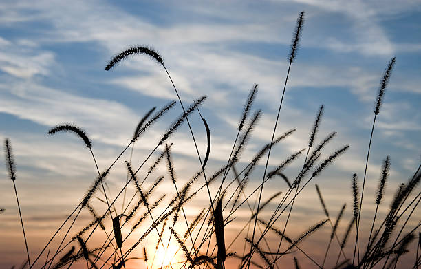 istock Sunset over an autumn field 155153269