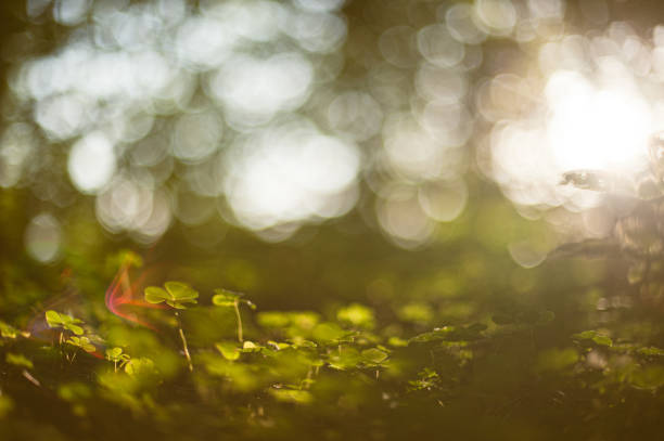 istock Clover plants in low sun on forest floor.. 1551533034