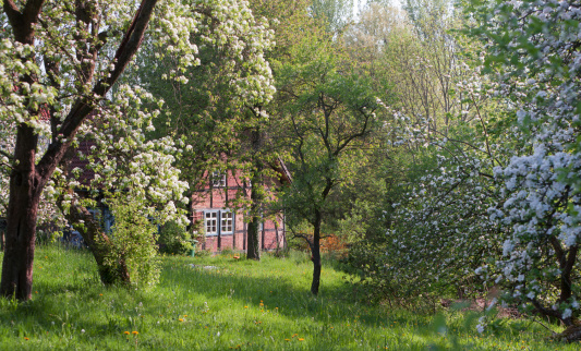 Traditional half-timbered farm house among blooming apple trees in Lower Saxony.