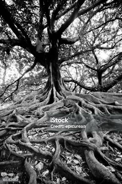 Albero Antichi Di Buenos Aires - Fotografie stock e altre immagini di Radice - Radice, Albero, Bianco e nero