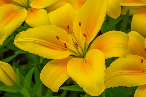 Blooming yellow lily in a summer sunset light macro photography. Garden lilies with bright orange petals in summertime, close-up photography. Large flowers in sunny day floral background.