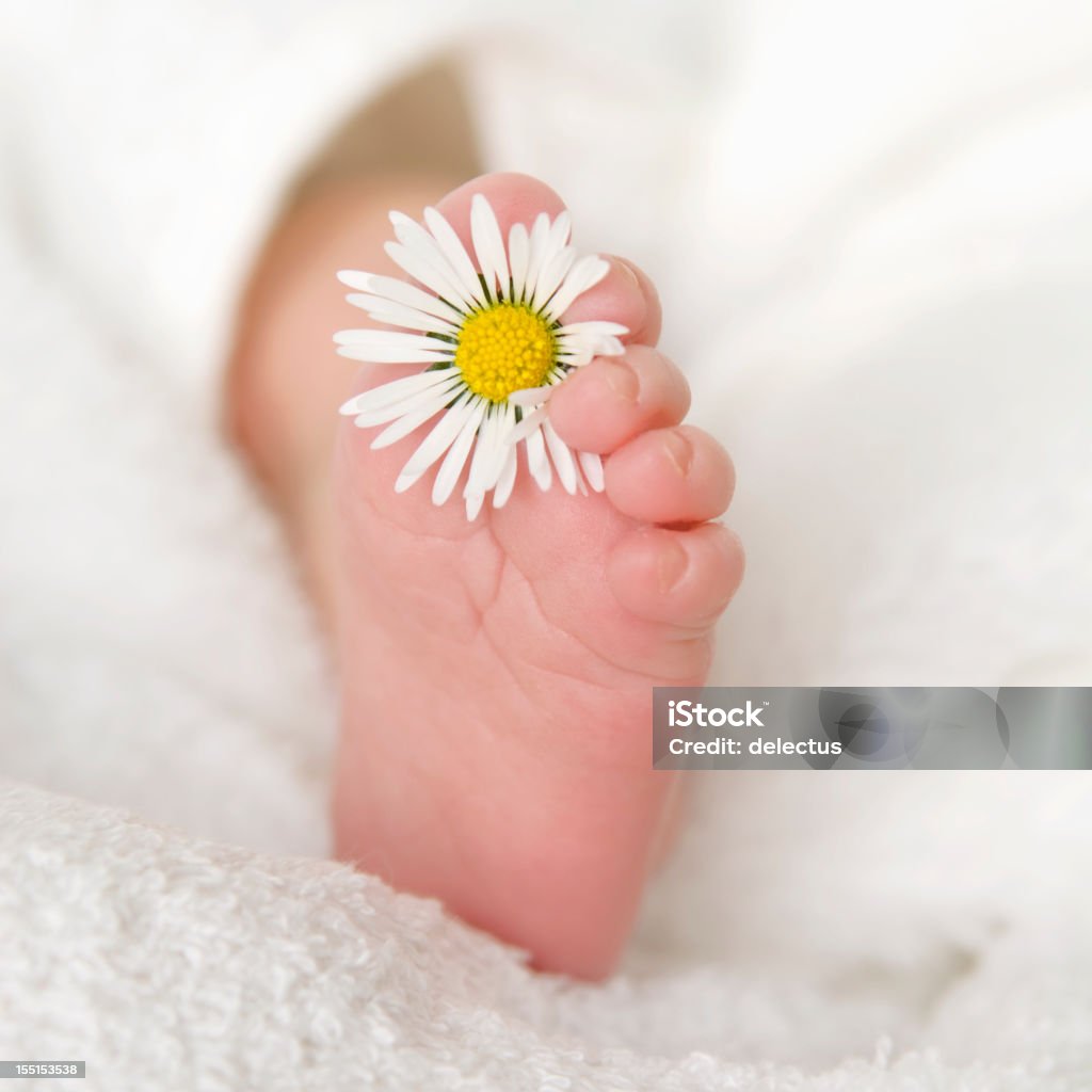 Baby daisie Blume - Lizenzfrei Baby Stock-Foto