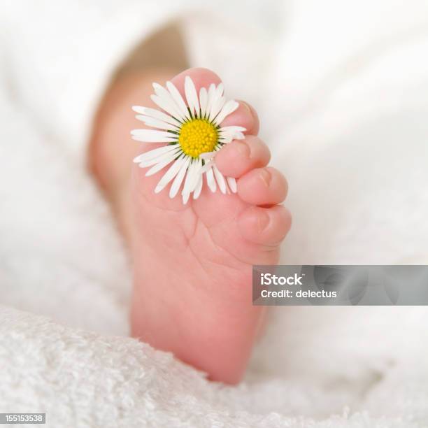 Baby Daisie Blume Stockfoto und mehr Bilder von Baby - Baby, Gänseblümchen - Gattung, 0-11 Monate