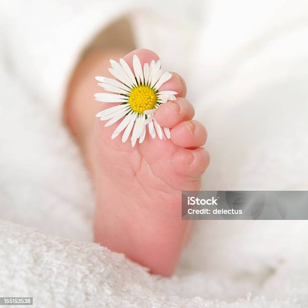 Baby Daisie Fiore - Fotografie stock e altre immagini di Bebé - Bebé, Margherita, 0-11 Mesi