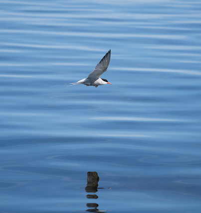 Common tern looking for fish.