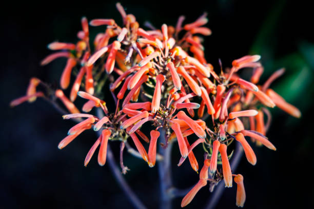 Flores de yuca roja - foto de stock