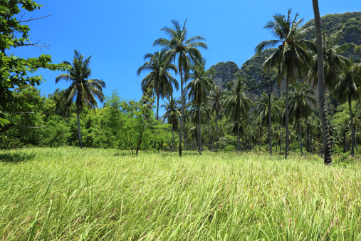 Coconut Palm Forest-Krabi Island-Thailand