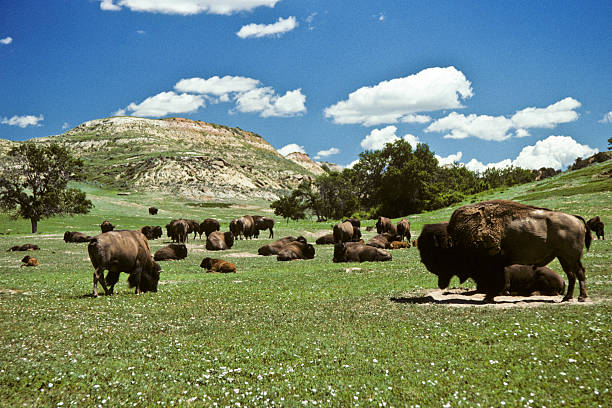 Bison Herd Feeding in a Meadow Theodore Roosevelt National Park lies where the Great Plains meet the rugged Badlands near Medora, North Dakota, USA. The park's 3 units, linked by the Little Missouri River is a habitat for bison, elk and prairie dogs. The park's namesake, President Teddy Roosevelt once lived in the Maltese Cross Cabin which is now part of the park. This picture of a bison herd (Bison bison) was taken from the Jones Creek area. north dakota stock pictures, royalty-free photos & images