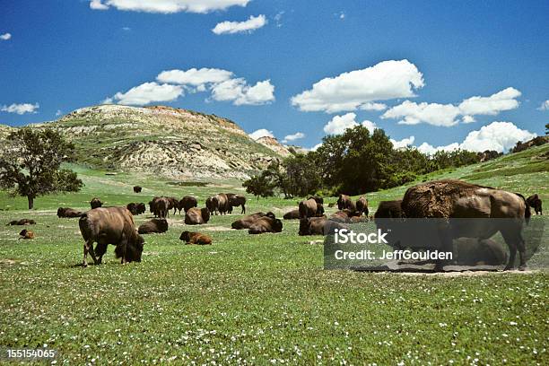 Bison Herd Feeding In A Meadow Stock Photo - Download Image Now - North Dakota, Theodore Roosevelt National Park, Herd