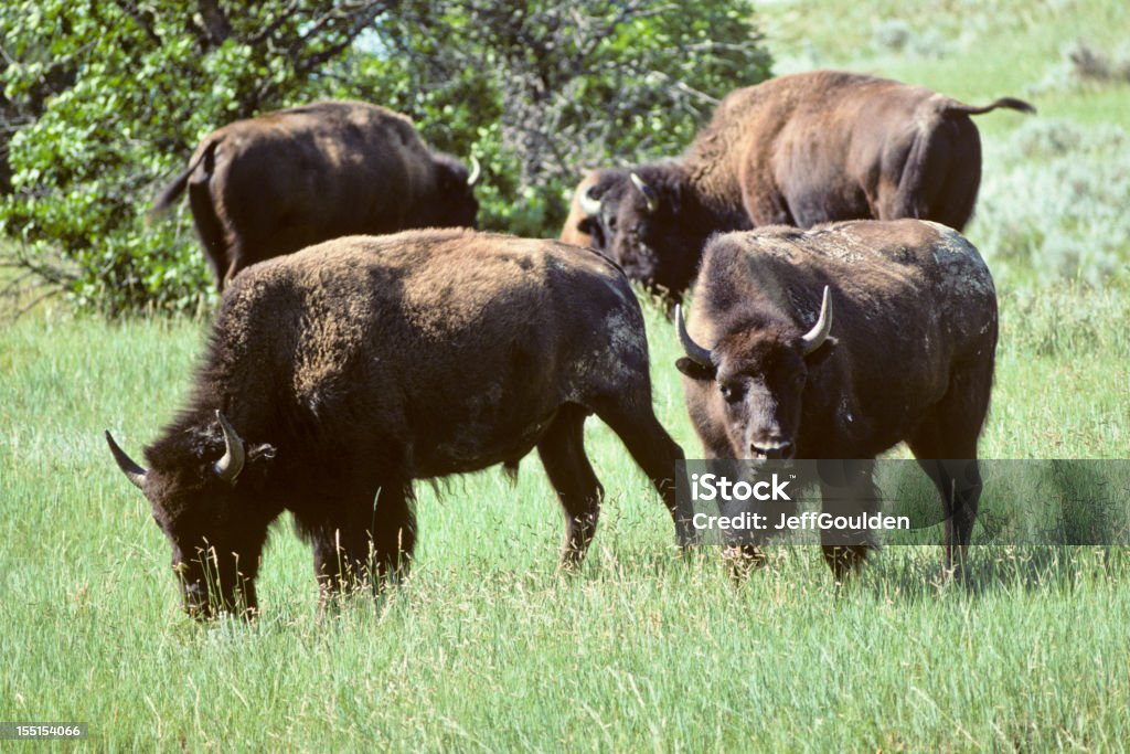 Bisonte mandrie al pascolo in un prato - Foto stock royalty-free di Ambientazione esterna