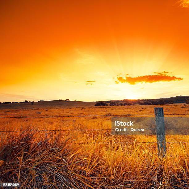 오랑주 글로잉 필드 풍경에 대한 스톡 사진 및 기타 이미지 - 풍경, 호주, 퀸즐랜드