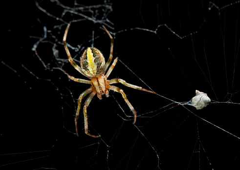 Female garden spider with eggs sac.