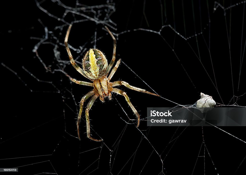 Female garden spider with eggs sac Female garden spider with eggs sac. Spider Stock Photo