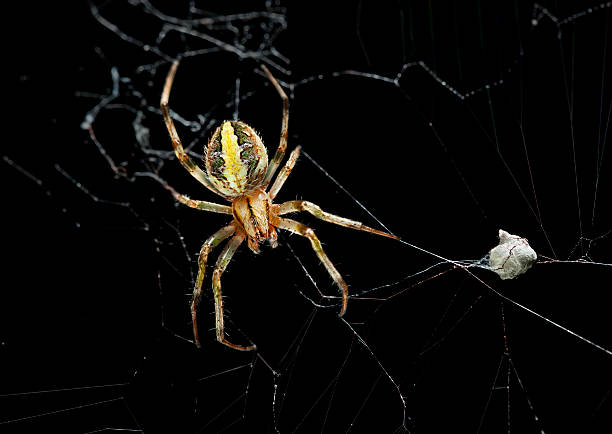 Female garden spider with eggs sac Female garden spider with eggs sac. yellow spider stock pictures, royalty-free photos & images