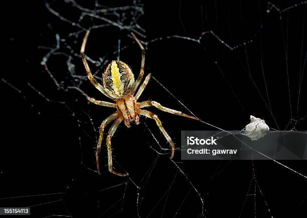 Female Garden Spider With Eggs Sac Stock Photo - Download Image Now - Spider, Sac, Yellow