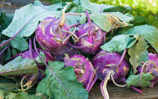 Fresh picked purple kohlrabi offered for sale at a Cape Cod farmers market.