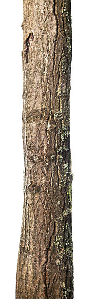 tronco isolado - bark isolated part of white - fotografias e filmes do acervo