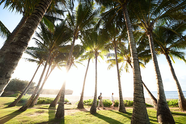 istock Palms and morning sun on Shipwreck beach, Kauai. 155154239
